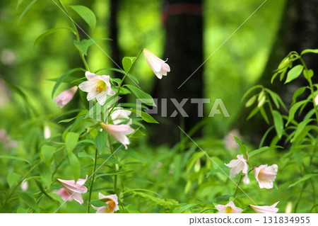 Himesayuuri 250515_0162 131834955