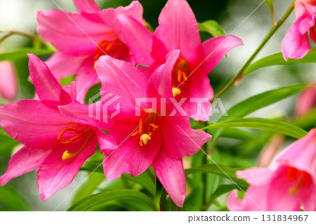 姬遊裡 250515_0171 131834967