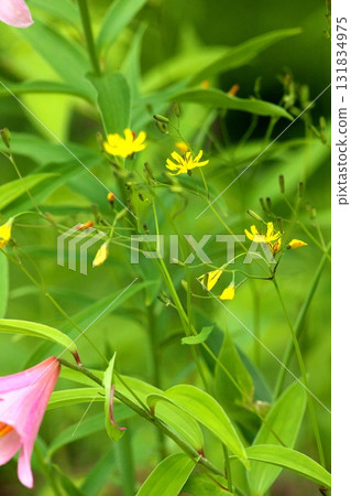 姬遊裡 250515_0175 131834975