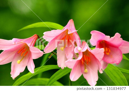 Himesauri 250515_0178 131834977