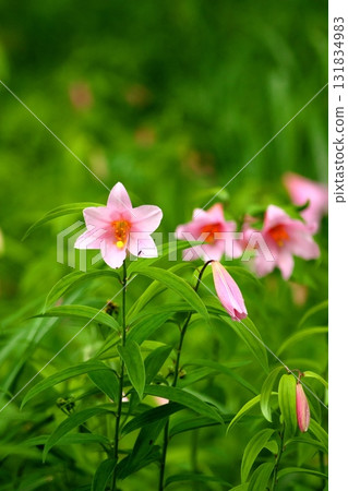 姬遊裡 250515_0184 131834983