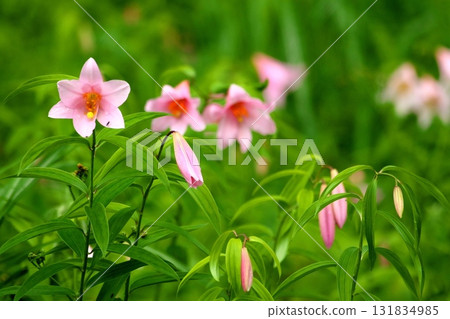 Himesayuuri 250515_0186 131834985