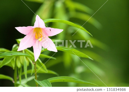 姬遊裡 250515_0187 131834986