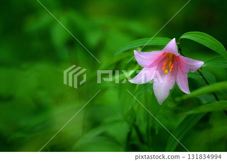 姬遊裡 250515_0195 131834994