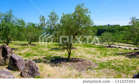 Shodoshima olive tree Shodoshima olive tree 131835001