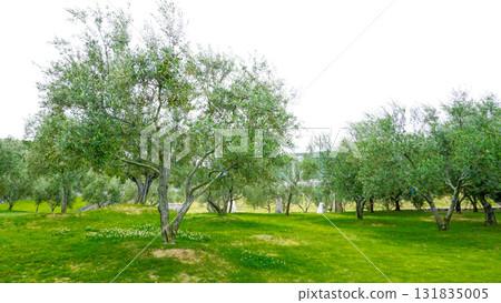 Shodoshima olive tree Shodoshima olive tree 131835005