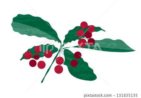 紅萬兩果實和葉子 紅萬兩果實和葉子 131835135