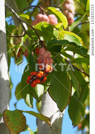 A ripe, red, popped Magnolia fruit, October 2025 131835153