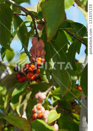 A ripe, red, popped Magnolia fruit, October 2025 131835158