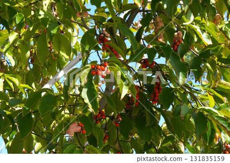 一顆成熟、紅色、爆滿的木蘭果,2025 年 10 月 一顆成熟、紅色、爆滿的木蘭果,2025 年 10 月 131835159