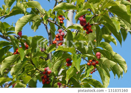 一顆成熟、紅色、爆滿的木蘭果，2025 年 10 月 131835160