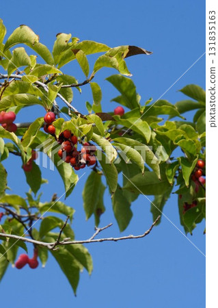 A ripe, red, popped Magnolia fruit, October 2025 A ripe, red, popped Magnolia fruit, October 2025 131835163