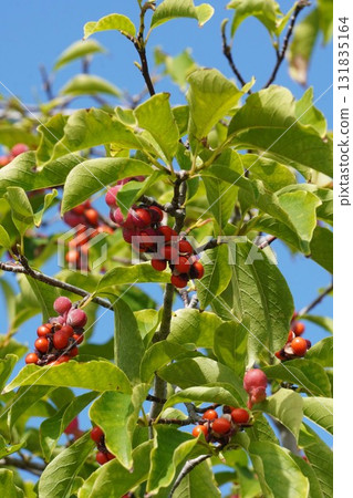 A ripe, red, popped Magnolia fruit, October 2025 131835164