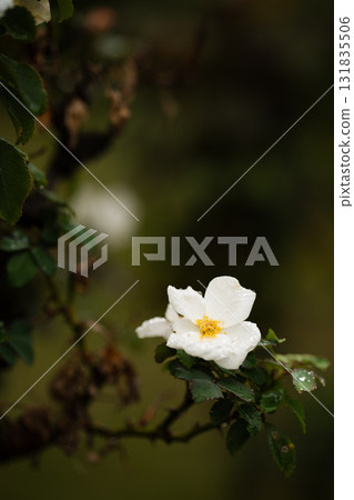 雨後的白色野玫瑰：寧靜的自然美 131835506