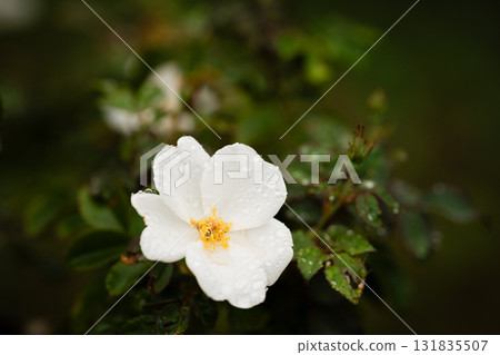 雨後的白花：露水覆蓋的自然美 131835507
