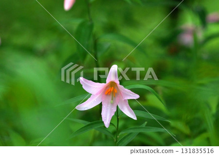 Himesayuuri 250515_0203 Himesayuuri 250515_0203 131835516