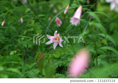 Himesayuuri 250515_0206 131835519