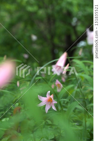 Himesayuuri 08 Himesayuuri 08 131835521