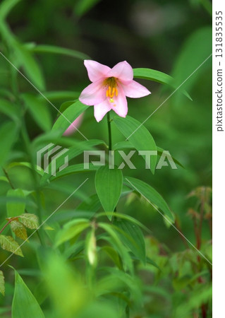 姬遊裡 250515_0231 131835535