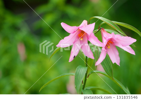 姫蜥 250515_0242 131835546