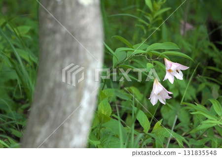 姬遊裡 250515_0244 131835548