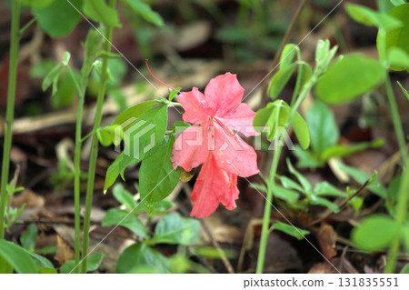 Himesauri 250515_0247 131835551