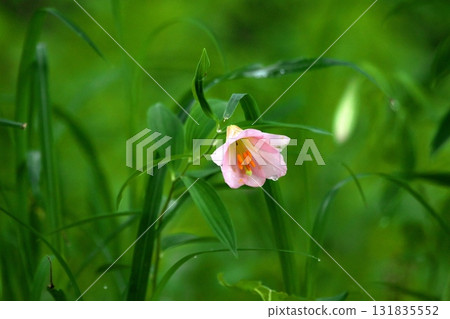 姫蜥 250515_0248 131835552