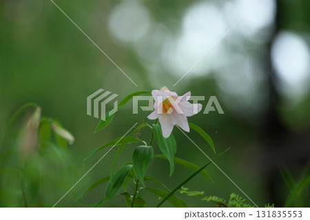 Himesayuuri 250515_0249 Himesayuuri 250515_0249 131835553