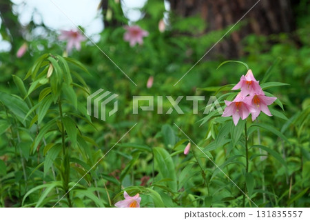 Himesayuuri 250515_0253 Himesayuuri 250515_0253 131835557