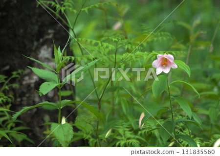 姫蜥 250515_0256 姫蜥 250515_0256 131835560