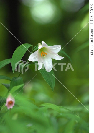 姫蜥 250515_0274 姫蜥 250515_0274 131835578