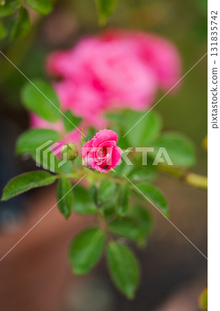 Red roses just beginning to bloom: the beauty of fresh buds Red roses just beginning to bloom: the beauty of fresh buds 131835742