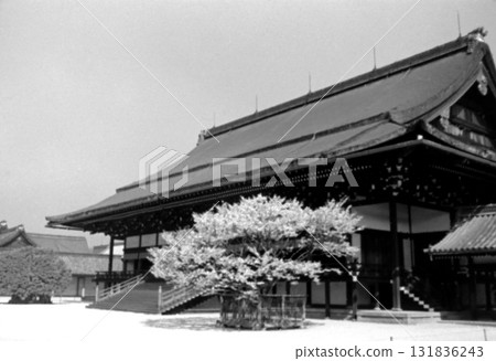 1956年的老照片，京都御所、紫芯殿和佐倉櫻 131836243