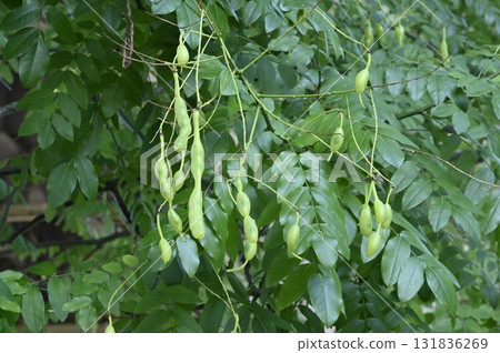 Robinia legumes Robinia legumes 131836269