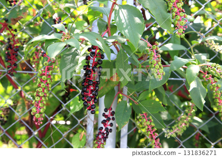 果實為深紫的美洲商陸 131836271