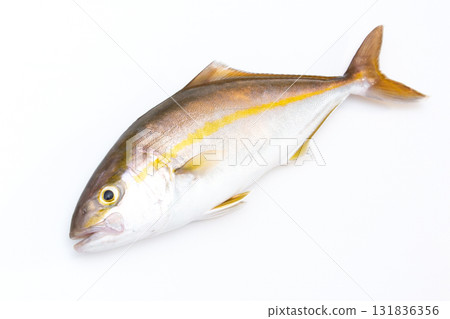 Freshly caught Shogo (young amberjack) Freshly caught Shogo (young amberjack) 131836356