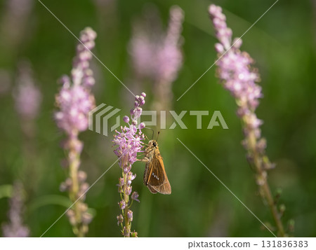 停在藤花上的船長蝴蝶 131836383