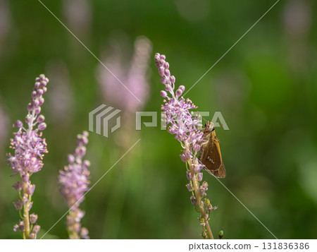 停在藤花上的船長蝴蝶 131836386