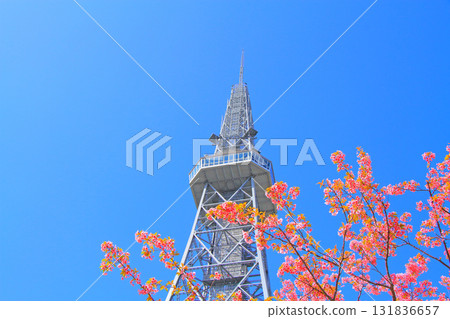 名古屋電視塔和愛知縣名古屋的櫻花 131836657