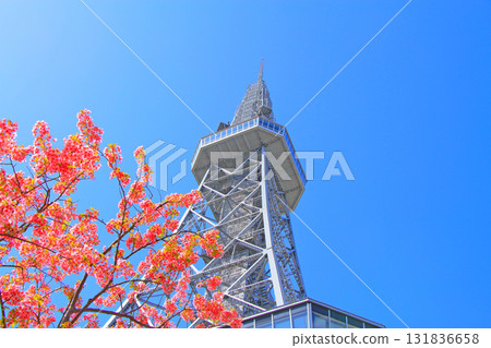 名古屋電視塔和愛知縣名古屋的櫻花 131836658