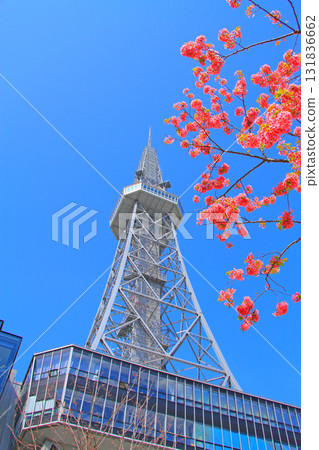 Nagoya TV Tower and cherry blossoms in Nagoya, Aichi Prefecture Nagoya TV Tower and cherry blossoms in Nagoya, Aichi Prefecture 131836662