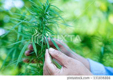 Cannabis, marijuana or marihuana leaf, cbd, thc used as drug, intoxicant, or alternative medicine. 131836808