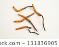 Cordyceps sinensis or Ophiocordyceps sinensis isolated on white background, mushroom herb treatment medicine. 131836905