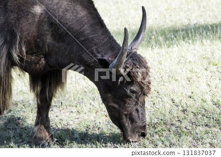A Mongolian yak in the summer pasture. A Mongolian yak in the summer pasture. 131837037