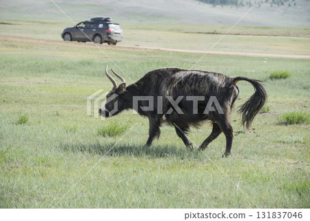 A Mongolian yak in the summer pasture. 131837046