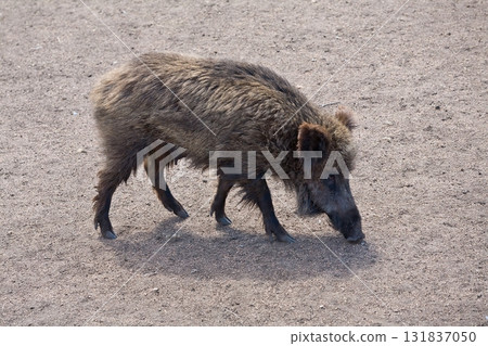 Wild boar in a clearing Wild boar in a clearing 131837050