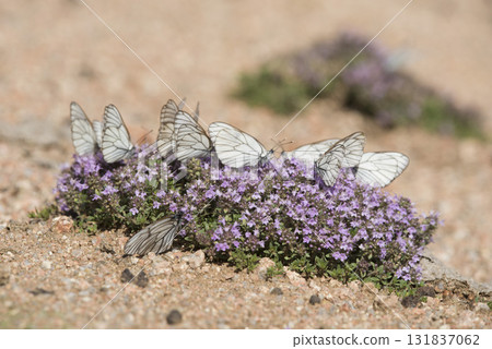 Beautiful butterflies in the flower garden Beautiful butterflies in the flower garden 131837062