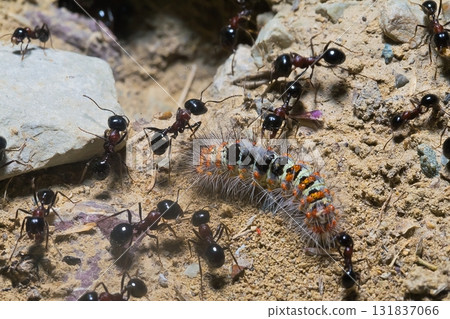a crowd of ants working together to carry a caterpillar a crowd of ants working together to carry a caterpillar 131837066