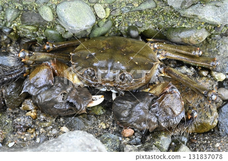 Mitten crabs that live in brackish waters Mitten crabs that live in brackish waters 131837078