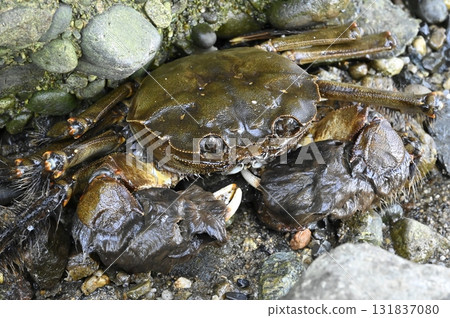 Mitten crabs that live in brackish waters Mitten crabs that live in brackish waters 131837080